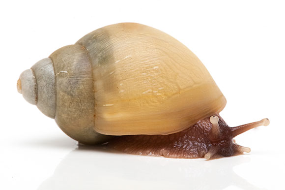 Lissachatina zanzibarica typ 3 albino shell juvenil, 3cm